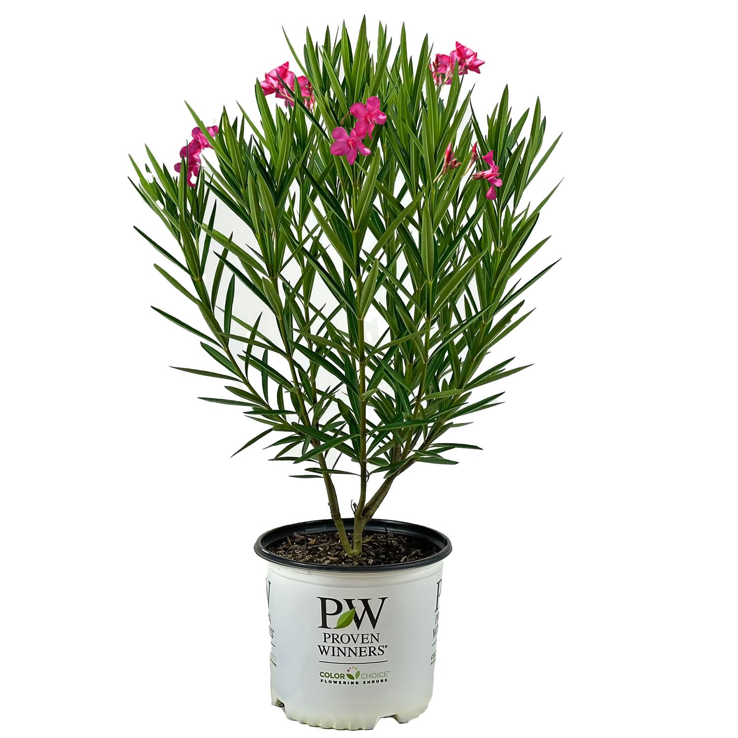Amazon.com : Hardy Oleander - Evergreen Flowering Landscape Plants